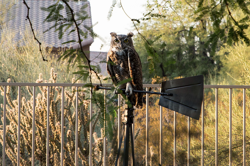 OWL with a view